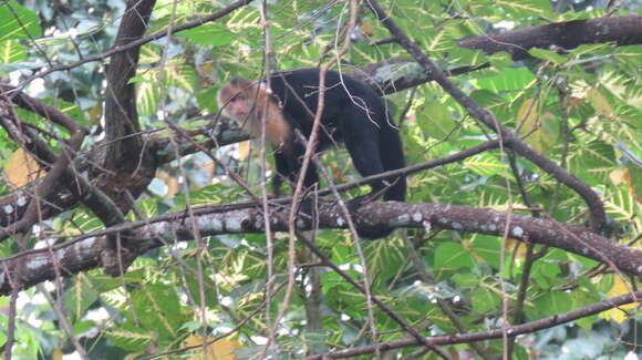 Image of white-faced capuchin