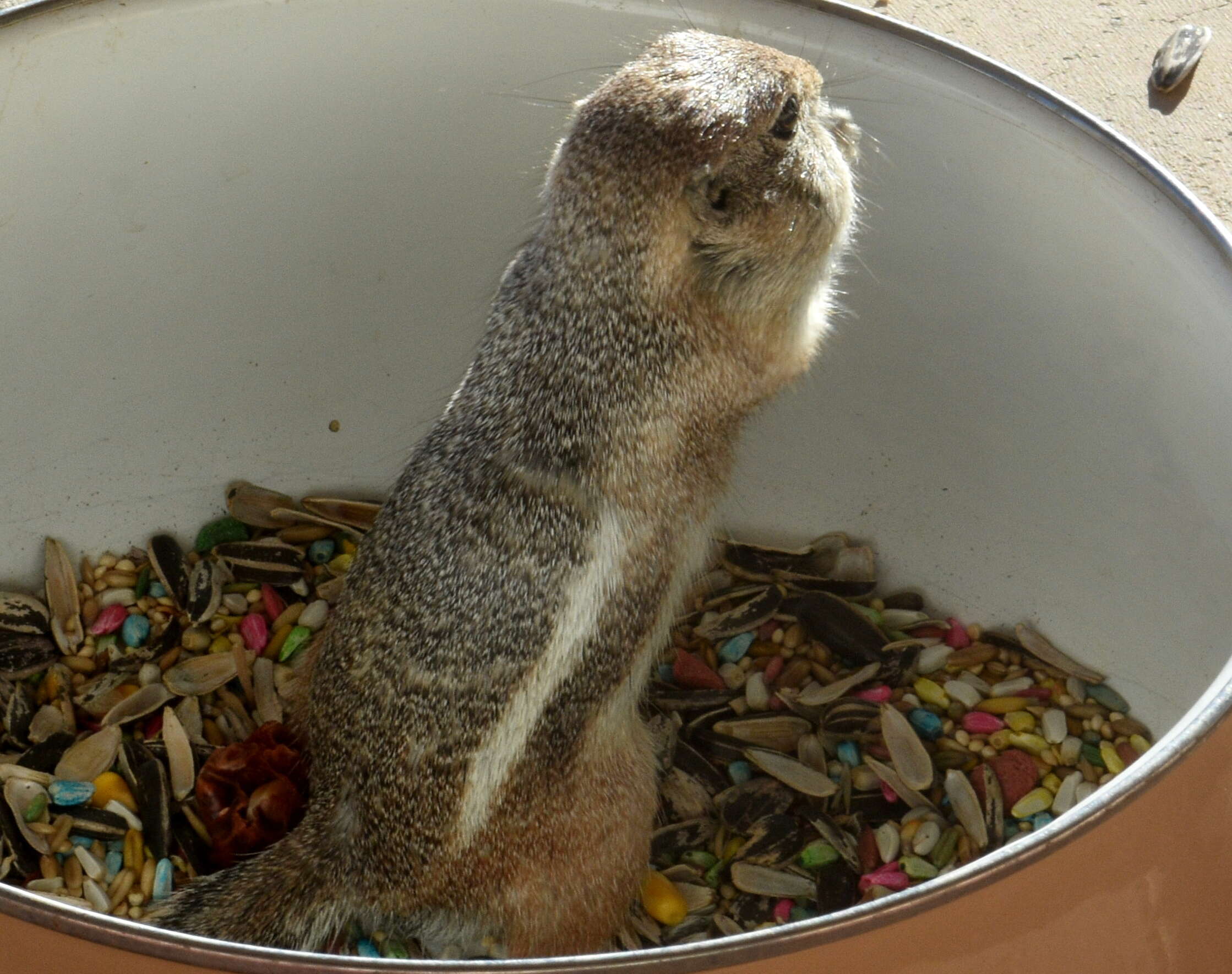 Image of white-tailed antelope squirrel