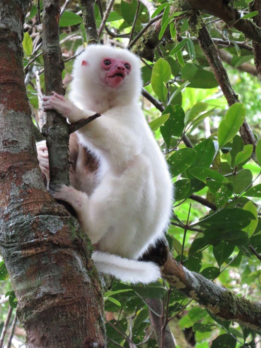 Image of Silky Sifaka