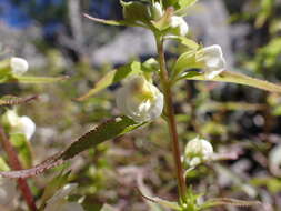 Image of sickletop lousewort