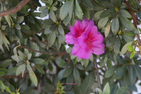 Plancia ëd Rhododendron simsii Planch.