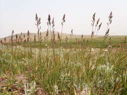 Image de Poa fendleriana (Steud.) Vasey