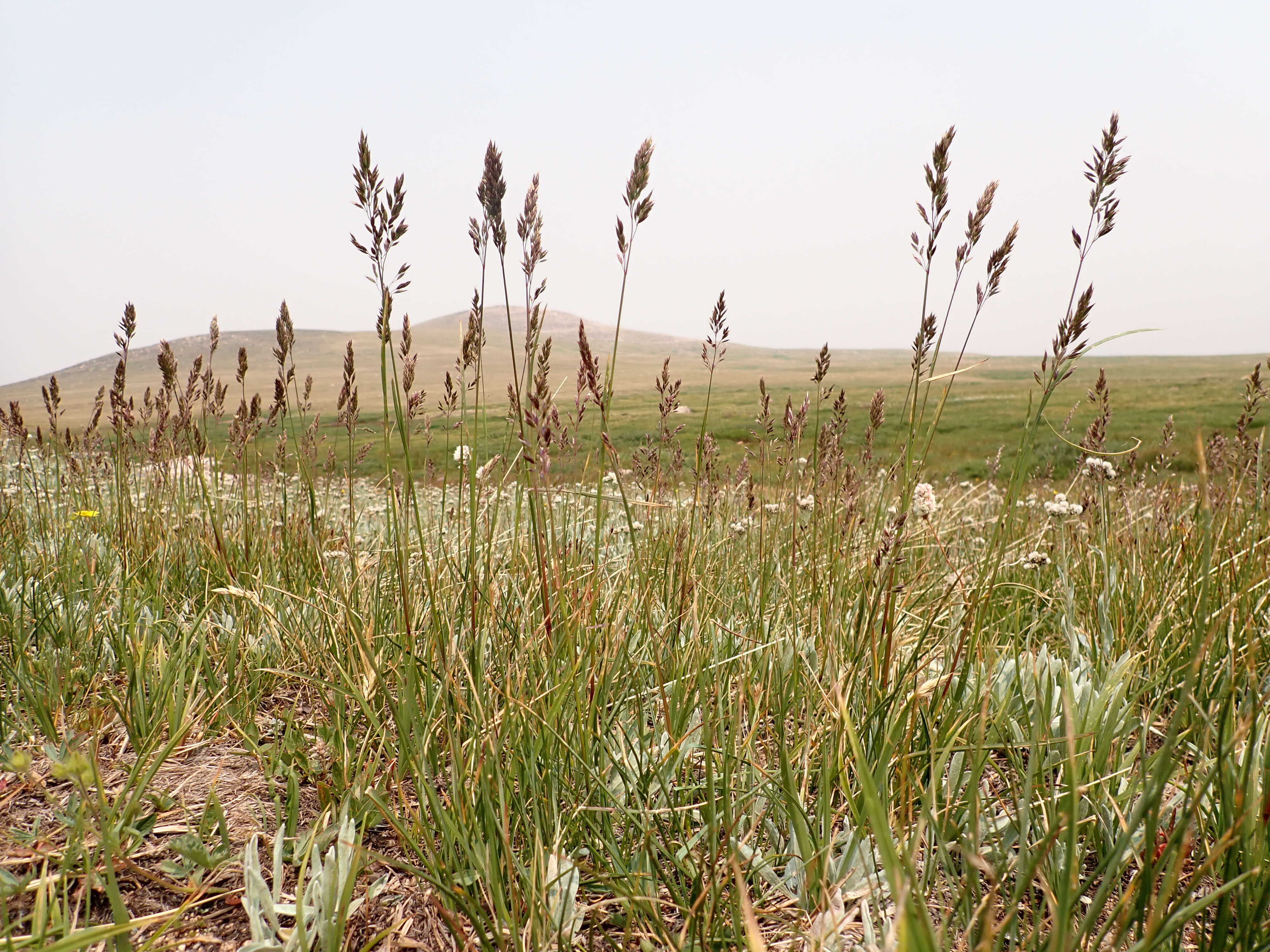 Image de Poa fendleriana (Steud.) Vasey