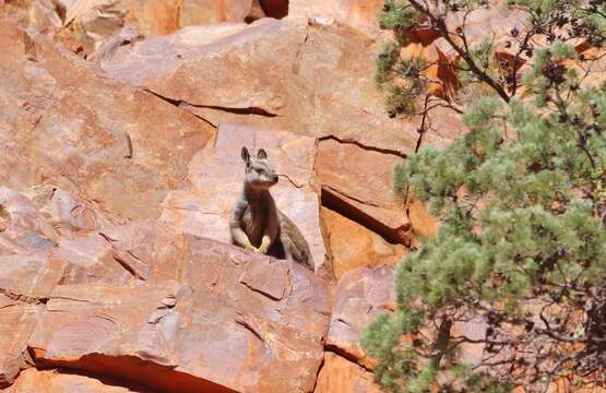 Image of Black-flanked Rock Wallaby