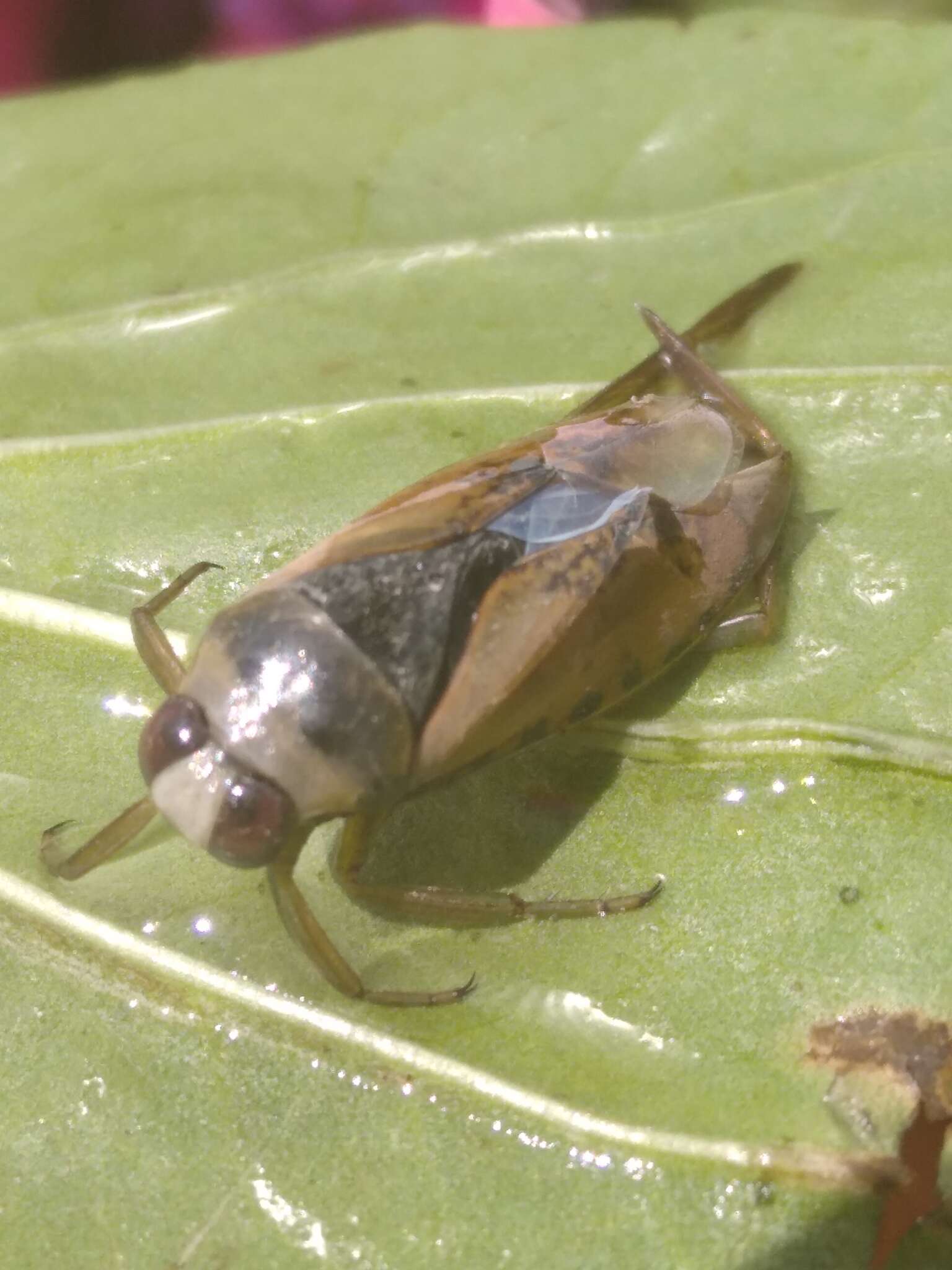 Image of Water boatman