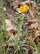 Image of western wallflower