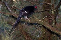 Image of Mikado Pheasant