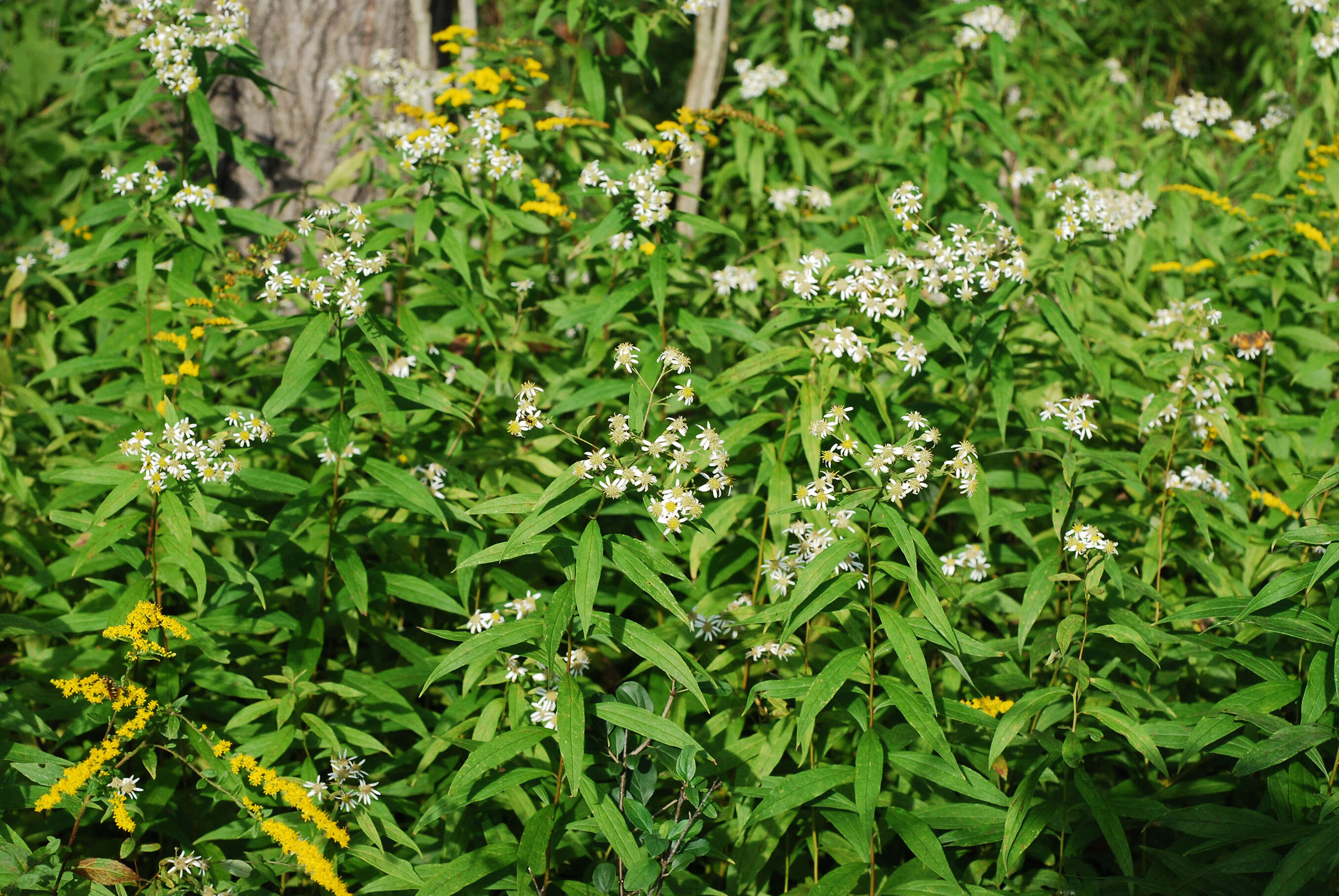 Imagem de Doellingeria umbellata (Mill.) Nees