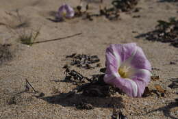 Plancia ëd Calystegia soldanella (L.) R. Br.