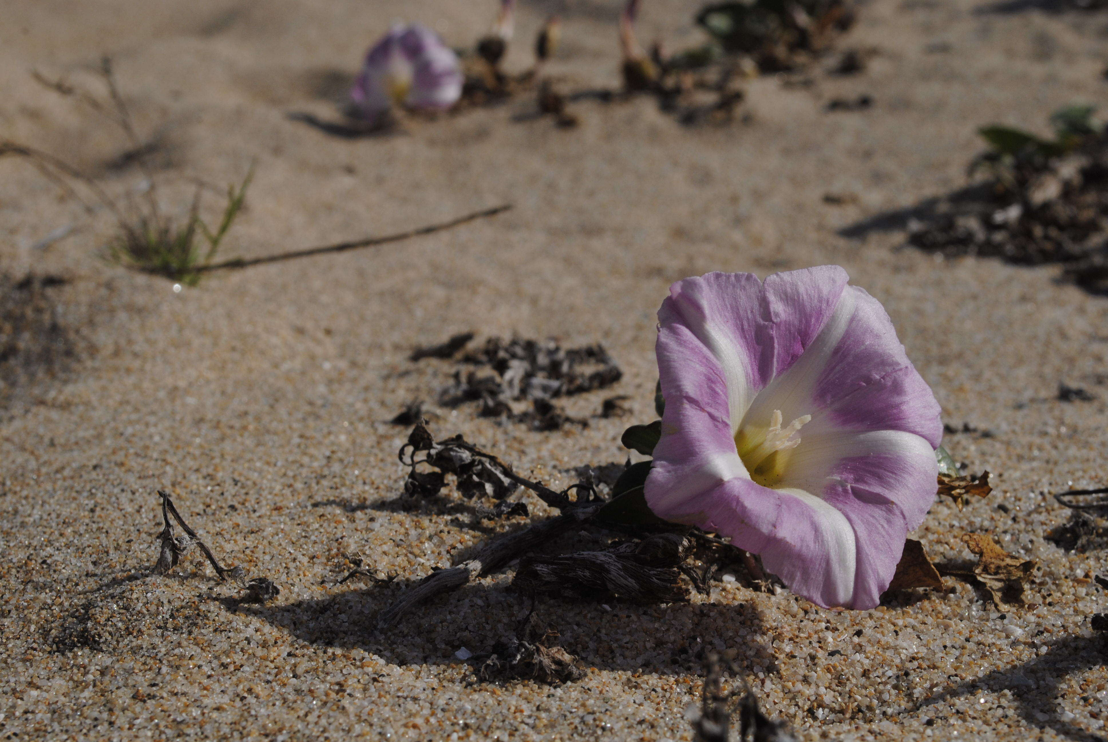 Plancia ëd Calystegia soldanella (L.) R. Br.