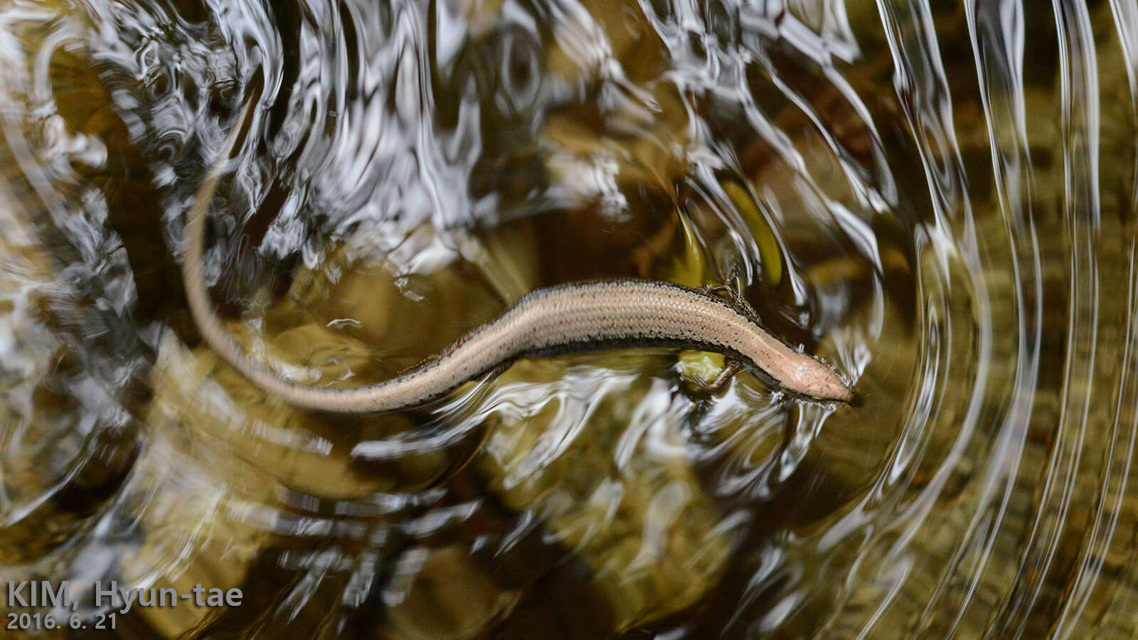 Image of Tsushima Ground Skink