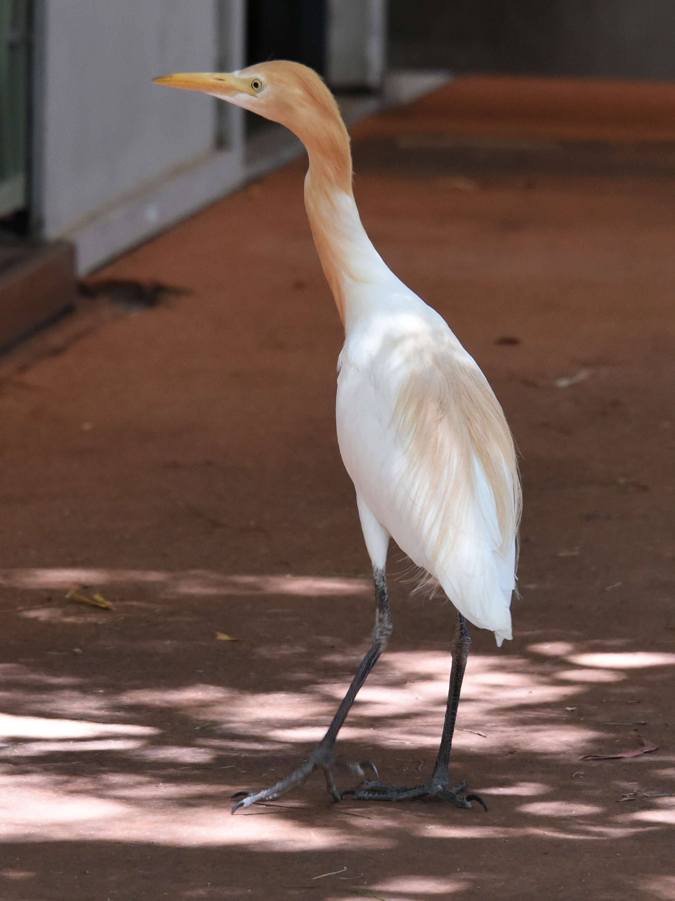 Image of Eastern Cattle Egret