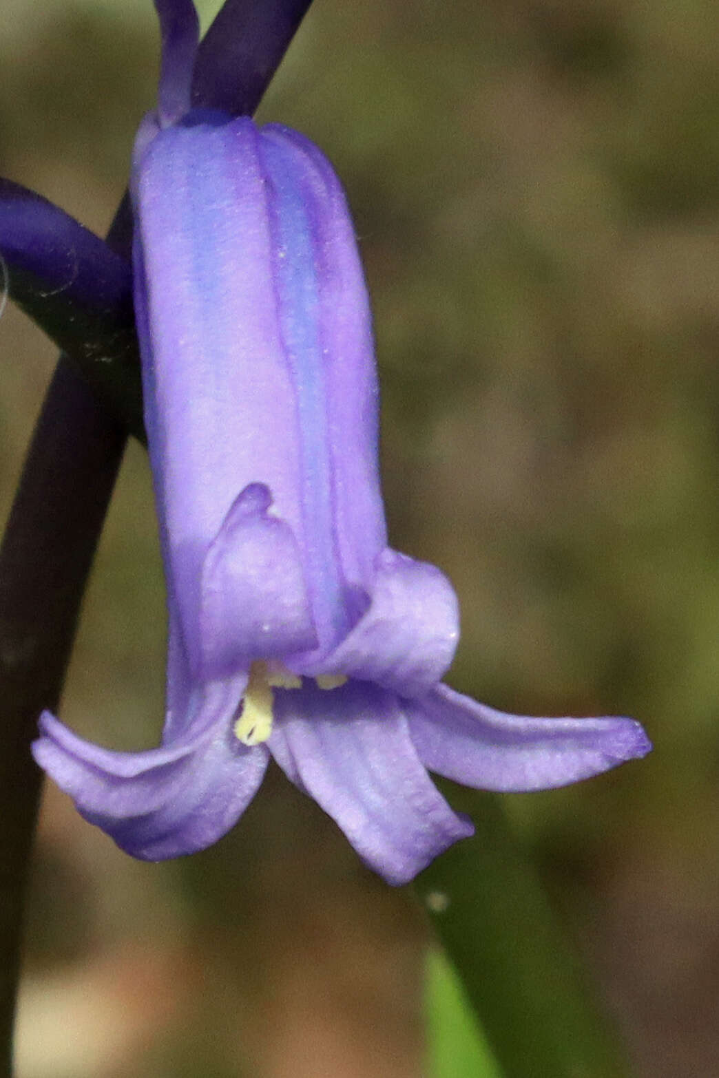 Image of Common Bluebell