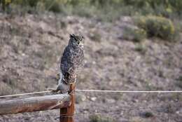 Image of Great Horned Owl