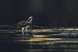 Image of ospreys