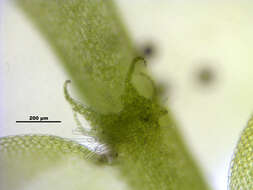 Image of Bifid Crestwort