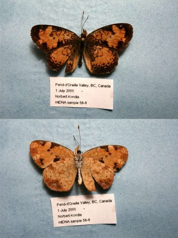 Image of Phyciodes cocyta