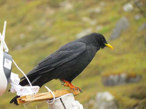 Image of Alpine Chough