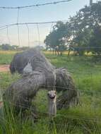 Image of ostriches