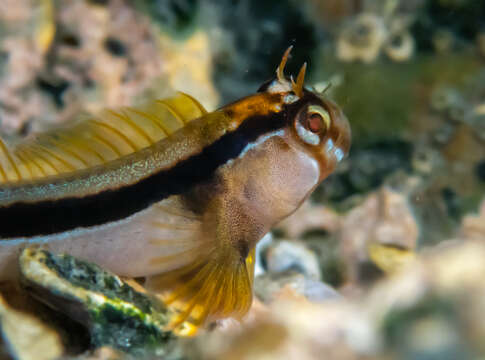 Image of Crested Blenny