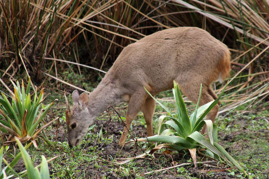 Imagem de Mazama gouazoubira (G. Fischer)