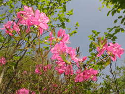 Image of Rhododendron albrechtii Maxim.