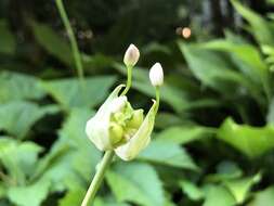 Image of meadow garlic