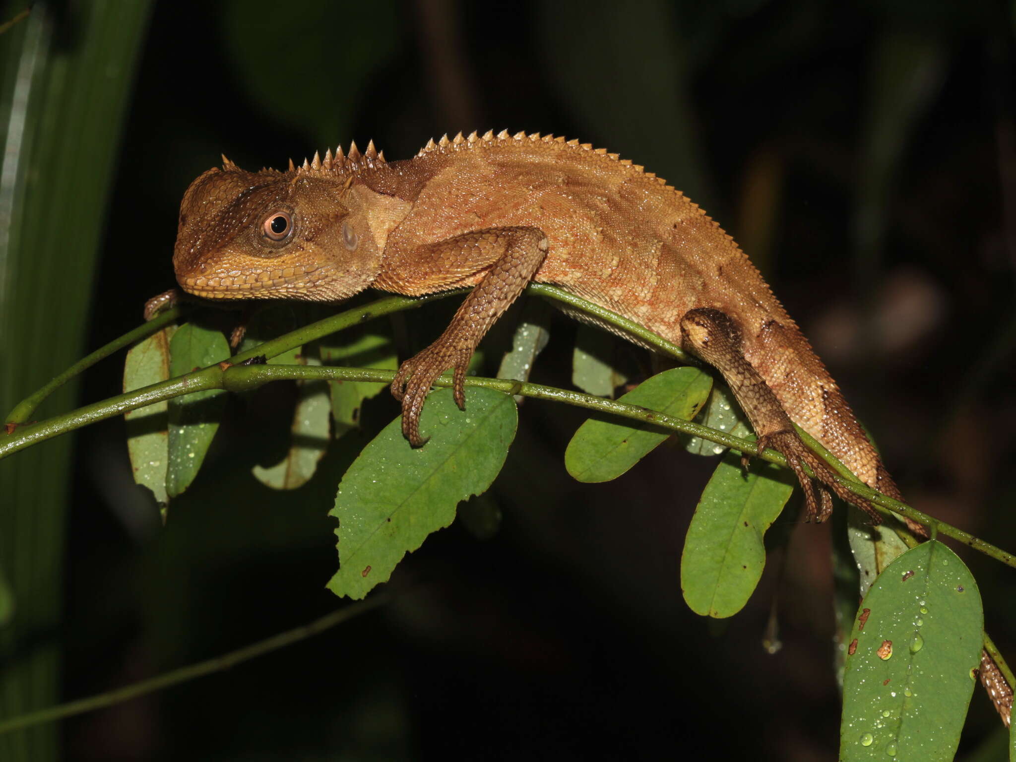 Image of Boulenger's Pricklenape