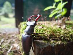 Image of Stag beetle