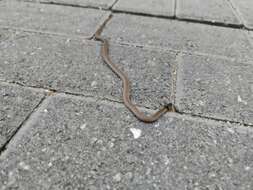 Image of Black-headed Centipede Eater