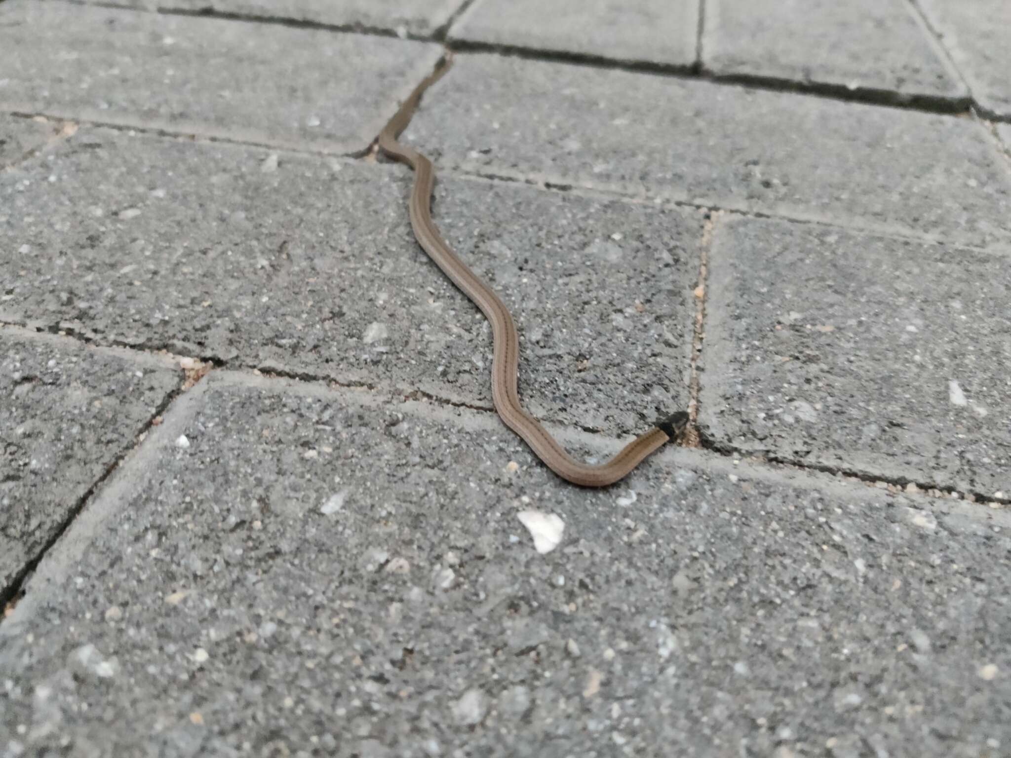 Image of Black-headed Centipede Eater