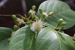 Image of Guinea guava