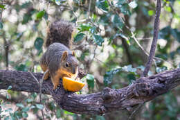 Image of Sciurus subgen. Sciurus Linnaeus 1758