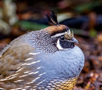 Image of Callipepla Wagler 1832