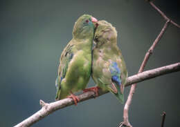 Image of Spectacled Parrotlet