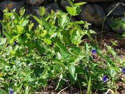 Image of Thunbergia battiscombei Turrill