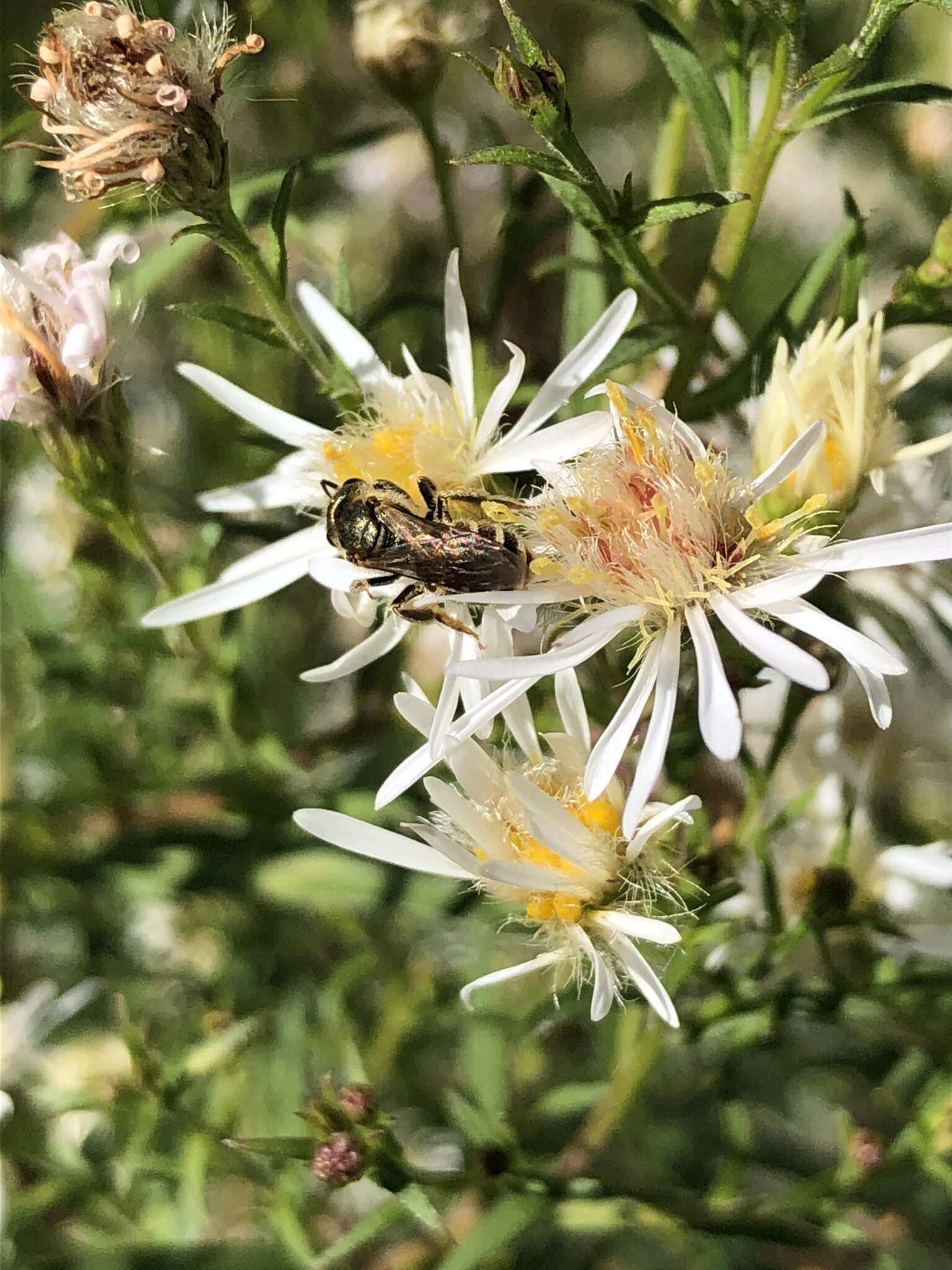 Imagem de Halictus confusus Smith 1853