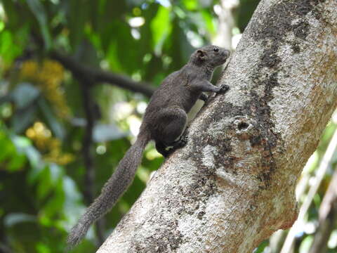 Image of Gray-bellied Squirrel