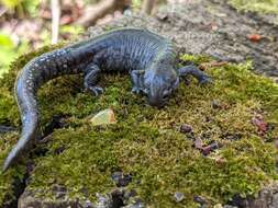 Image of Smallmouth Salamander