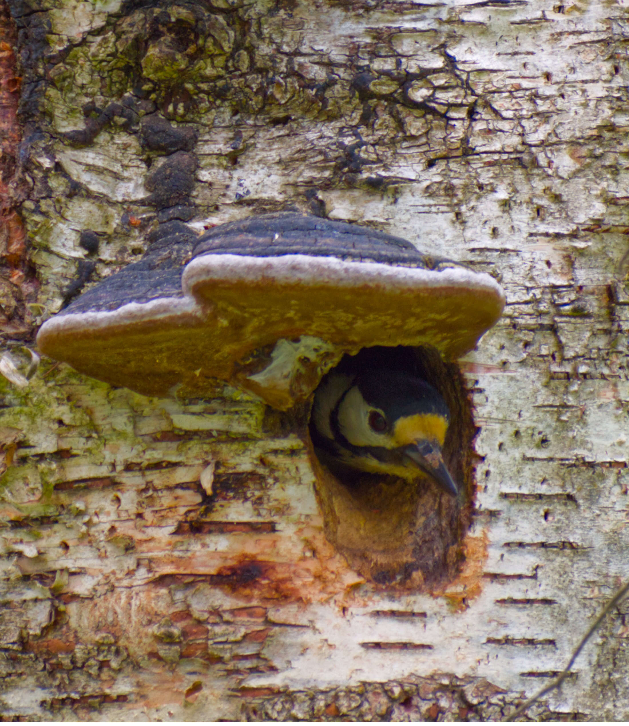 Image of Great Spotted Woodpecker