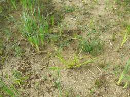 Image of Scirpus radicans Schkuhr