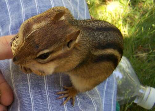 Image of Siberian Chipmunk