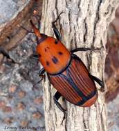 Imagem de Rhynchophorus ferrugineus (Olivier & A. G. 1791)