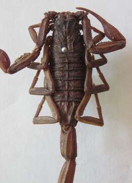 Image of Florida Bark Scorpion