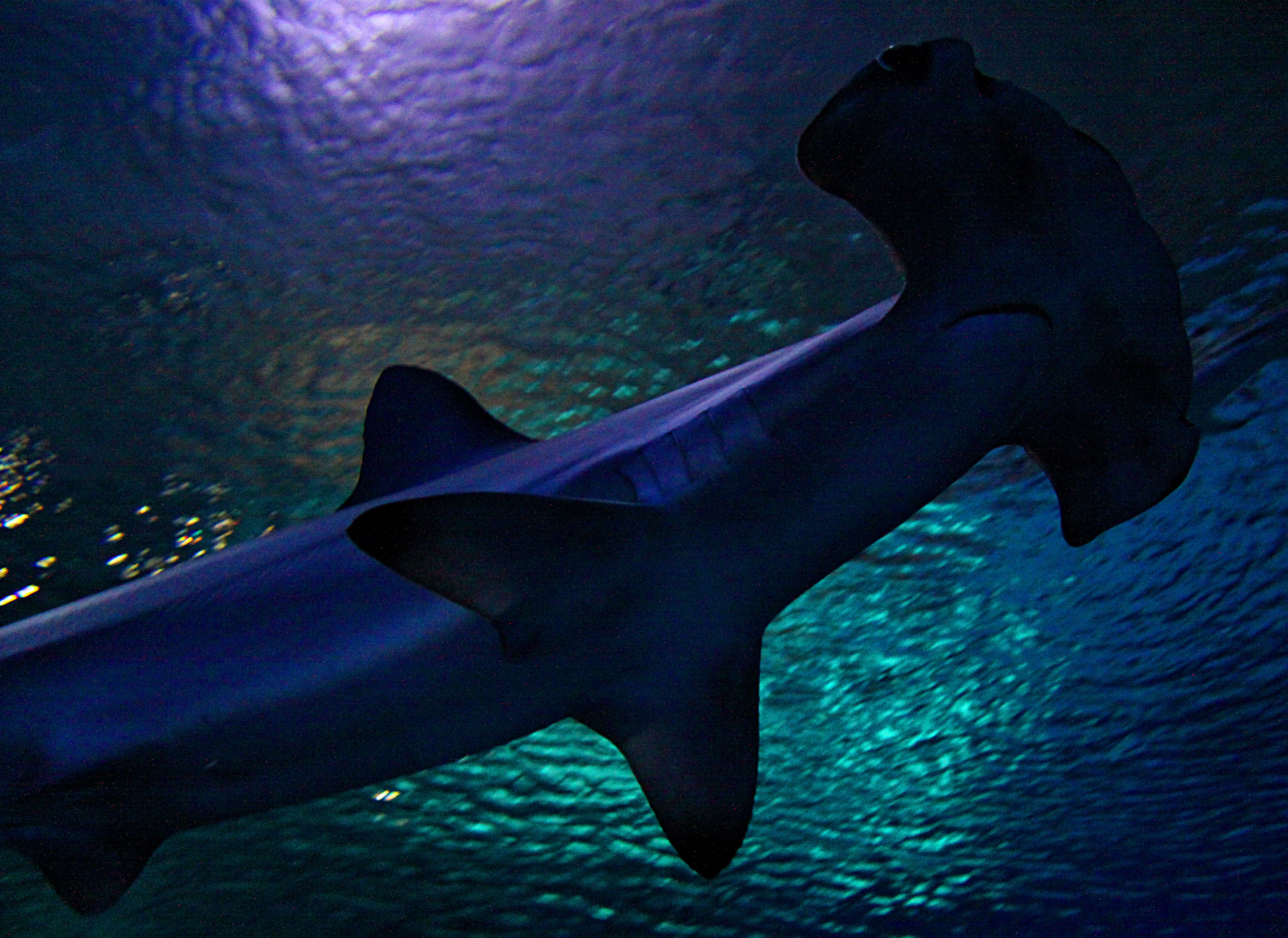 Image of Scalloped Hammerhead