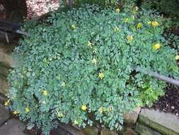 Image of yellow corydalis