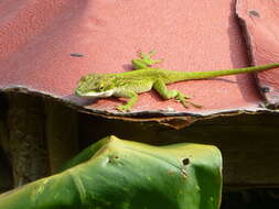 Image of Cuban green anole