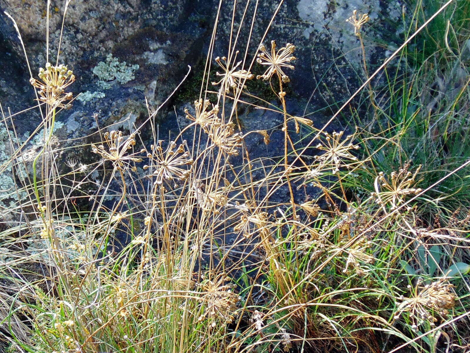 Image of Allium flavescens Besser