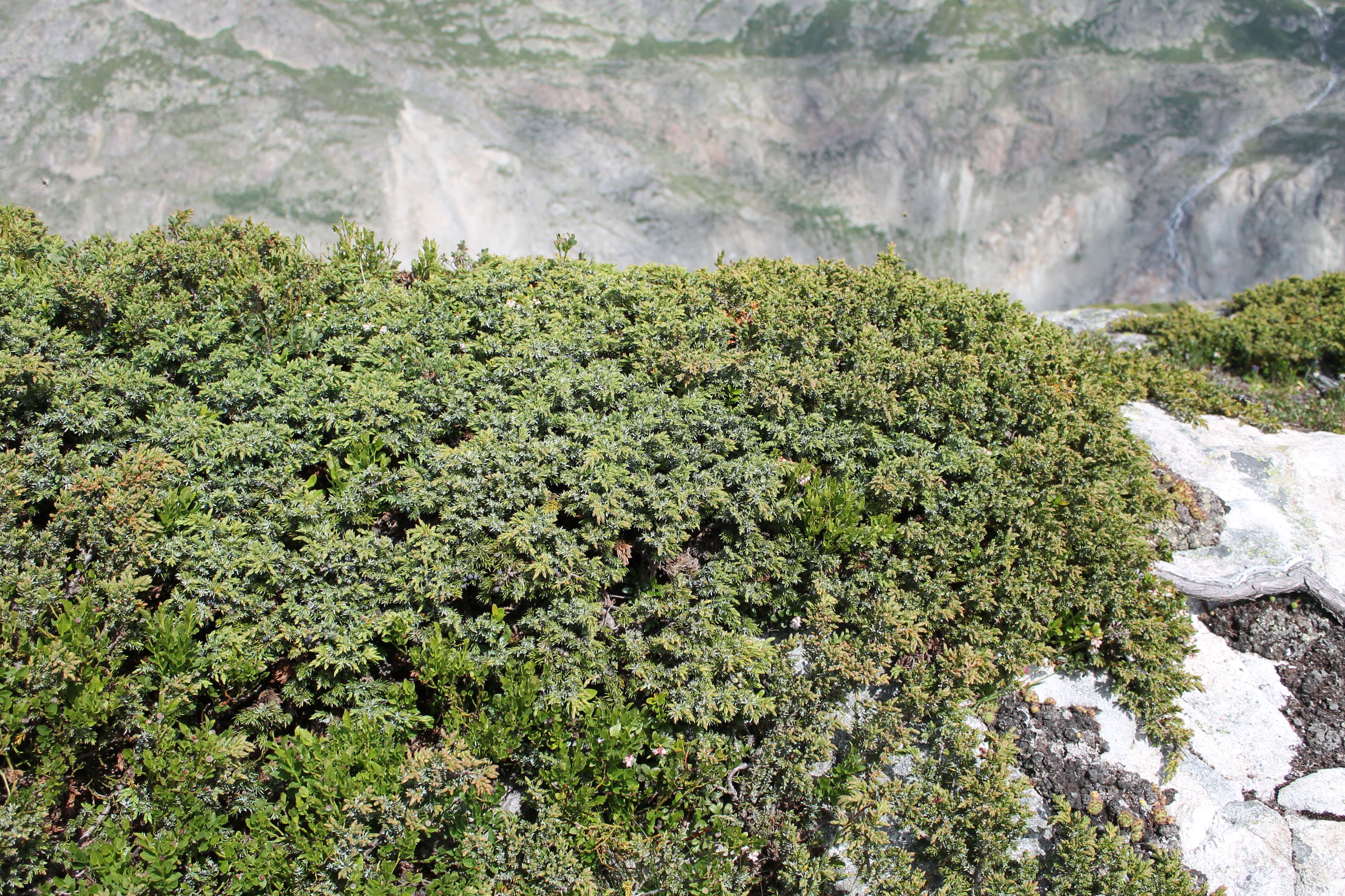 Image of Common Juniper