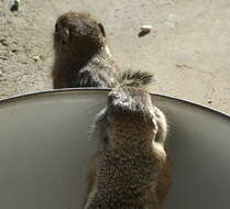 Image of white-tailed antelope squirrel